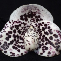 Lady Slipper Orchids, a primer