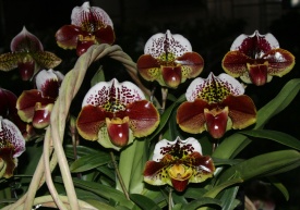 Red Paph Basket A3